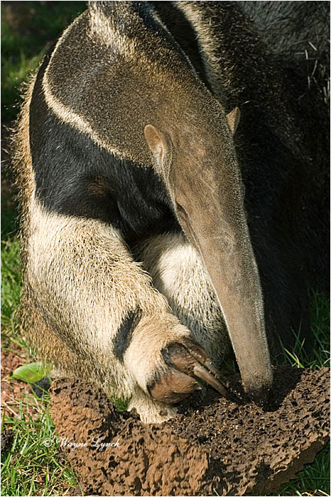 Giant Anteater 103 by Dr. Wayne Lynch &copy;